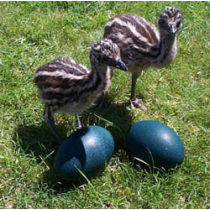 Two Emu Eggs for Incubating / Hatching (Seasonal Nov. thru Mar.)
